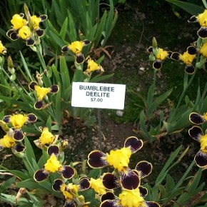 Schreiner’s Iris Gardens