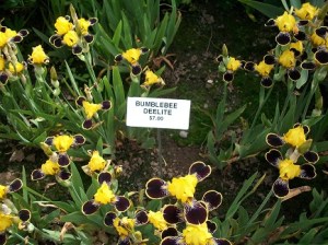 BumbleBeeDelight - Cropped - Copy