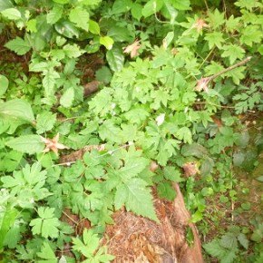 General Meeting, March 26, 1pm, “Native&nbsp;Plants”