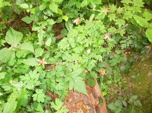 CountTheNatives - sm