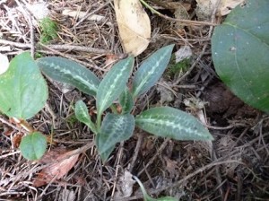 Goodyera oblongifolia - Western Rattlesnake Plantain