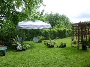 PlantSale1_May2013 - sml