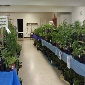 Plant Sale Photos