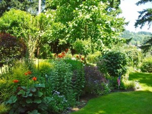 Yard planted with many plants purchased at Plant Sale - sml