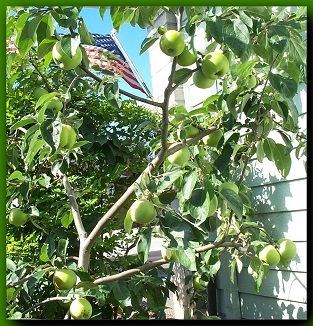 dwarfGravensteinAppleNB_313x326