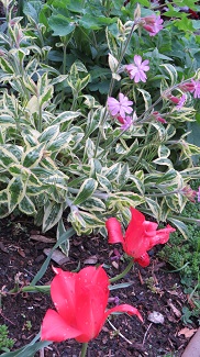 Hot Red & Pink [Photo: MN]