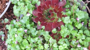 Pale Pink & Fuschia [Photo: MN]