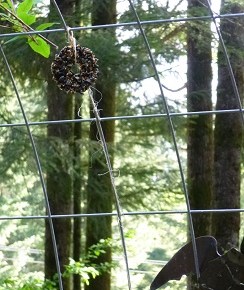 Bird Seed Ball & Shape Project&nbsp;Recipe