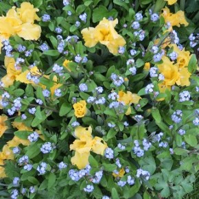 Plant Color Combination&nbsp;Ideas