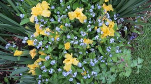 Yellow & Blue [Photo: MN]