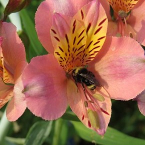 “Gardening to save the pollinators” – Charles Bennett – May 25 @&nbsp;1pm