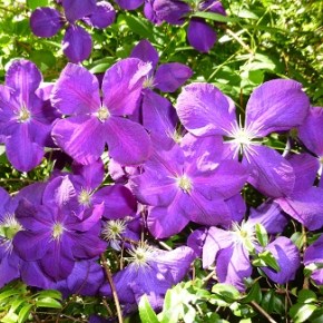 Aug 27 club meeting & potluck is at NOON (not&nbsp;1pm)!