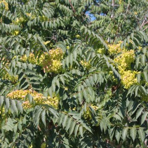 Tree of Heaven (Ailanthus altissima) – removal&nbsp;recommended