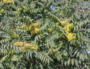 admin_WeedImages_tree of heaven in yakima county