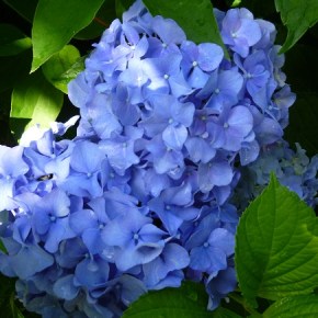 April 27 Speaker – Hydrangeas – Lecture & Plants for&nbsp;Sale!