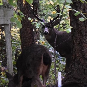 That time of year – Deer Repellent Recipe – eggs & water!  (Apply to dry&nbsp;plants)