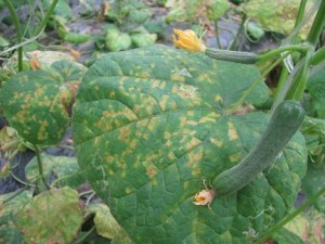 cucumber-downy-mildew-4L_Lindsey du Toit - Washington State University