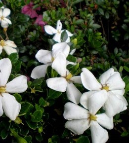 Gardenia jasminoides ‘Kleim’s Hardy’ – Plant of the&nbsp;Month