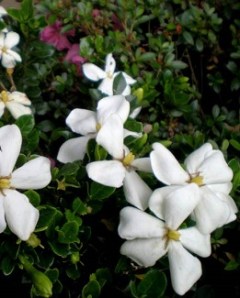 Gardenia jasminoides Kleims Hardy_JPEG_325h