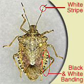 Brown Marmorated Stink Bug – What  can you do?  (Updated May&nbsp;2025)