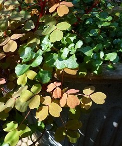 Sep 24 Club Meeting – 1pm – Speaker Pixie&nbsp;LaPlante