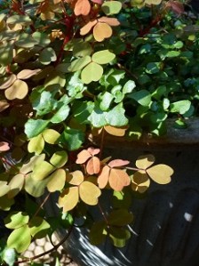 OxalisAndwhatJPEG_325h