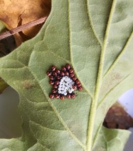 StinkBug_Babies_325h