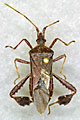 westernconiferseedbug-small_RutgersNJ_Extension