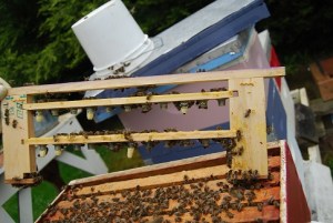 BeeKeeping_from www.pacificnorthwestqueenrearingclub.org_325h