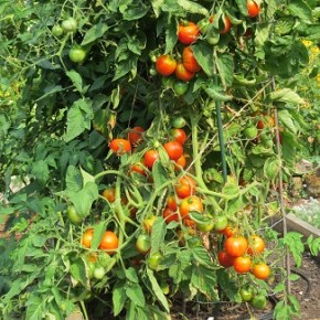 Growing Tomatoes & Pruning Fruit Trees – Feb 25th&nbsp;Speaker