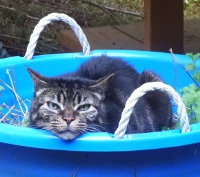 Unusual Cat-Mint to be offered at this year’s Plant&nbsp;Sale!
