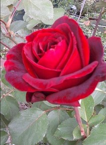 January 27 Speaker – Judy Heath – Rose Care &&nbsp;Demonstration