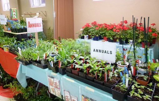 Annuals&Geraniums_325h