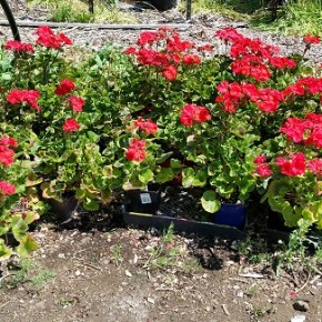 Yes! One more big PLANT SALE – May 16 – 9am-3pm – Camas,&nbsp;WA!