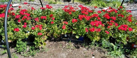 GeraniumsAtPlantSale_Cropped_325h