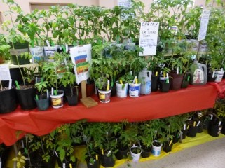 WeveGotTomaotes_325h