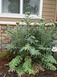 GlobeArtichokes_May2015_325h