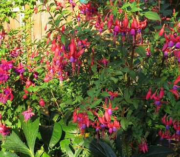 HardyFuchsia_Sep2015_325h