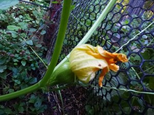 Squash_FemaleFlower_325h