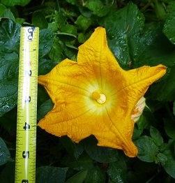 TIDBIT – squash flowers are male &&nbsp;female