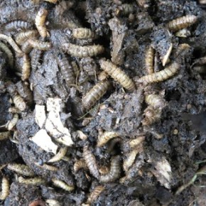 Composting with Black Soldier Fly&nbsp;Larvae!