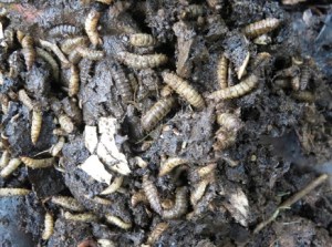 BlackSoldierFlyLarvae_LocalComposters_JPEG_325
