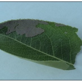 Art in the Garden – Cut Worm&nbsp;Eggs