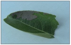 CutWormEggsOnLeaf_SL_JPEG_325