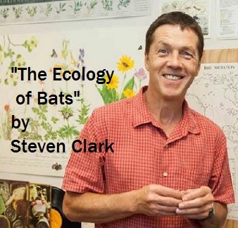 StevenClark_Bats_JPEG