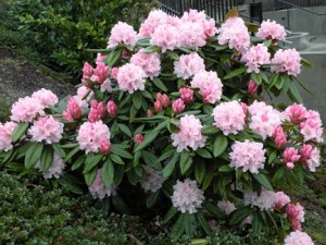 rhodie_ConnieHansenGarden_325h