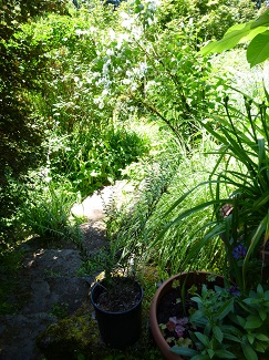 JunglyGarden_TB_JPEG_325h