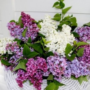 Hulda Klager Lilac Gardens – open 10am-4pm&nbsp;daily