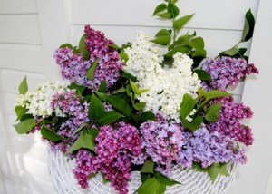 HuldaKlagerLilac_325h