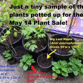 Tiny teaser list of plants for the May 14 Plant&nbsp;Sale!
